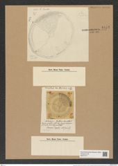 Aulacodiscus huttonii Gr. et St. (de-Toni-Nr.: Genus 182, Species 4549) Zeichnungen Sammlung Grunow Nr. 8153 (NHMW-BOT-W0377517)